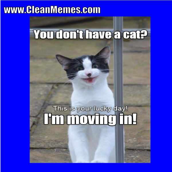 Cat Memes - Page 5 - Clean Memes