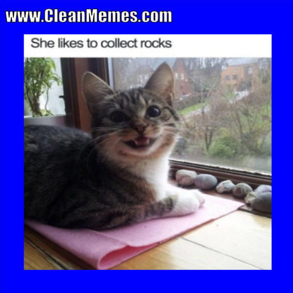 Cat Memes - Page 2 - Clean Memes