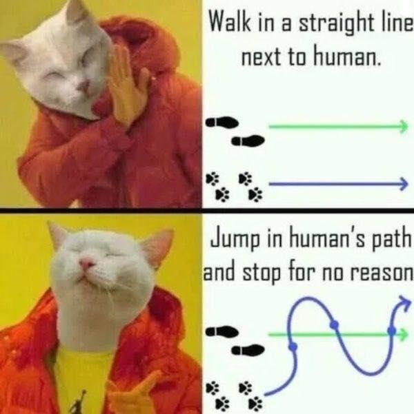 Featured image of post Funny Cat Memes Clean 2021 : Best dank cat memes compilation of 2020 part 10 (from tiktok).